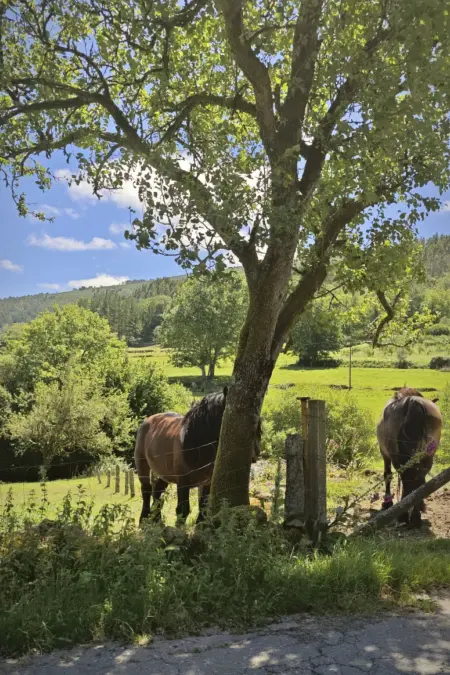 Galicia Retreat, Maison 5 personnes à Cerdedo - Photo 18