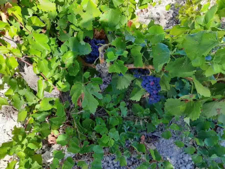 Weingut  Garnacha de Borja ., Maison 11 personnes à Borja - Photo 37