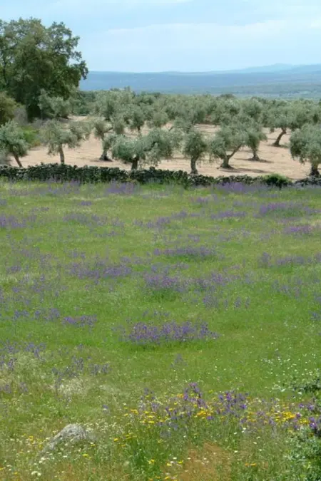 Das Cortijo auf der Finca al-manzil, Maison 6 personnes à Montanchez - Photo 27