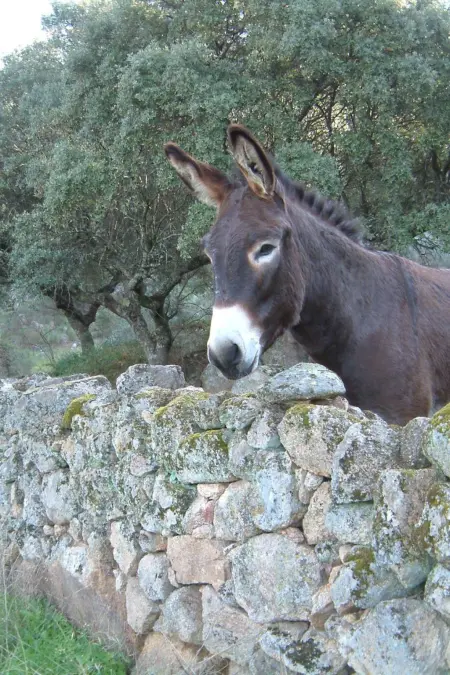 Das Cortijo auf der Finca al-manzil, Maison 6 personnes à Montanchez - Photo 30