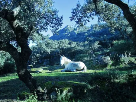 Das Cortijo auf der Finca al-manzil, Maison 6 personnes à Montanchez - Photo 32