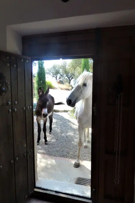 Das Cortijo auf der Finca al-manzil, Maison 6 personnes à Montanchez - Photo 41