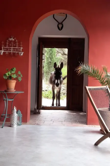 Das Cortijo auf der Finca al-manzil, Maison 6 personnes à Montanchez - Photo 47