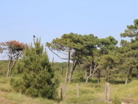 l'Escale dunes, Strände 20 Meter entfernt, Meerblick - Photo 50