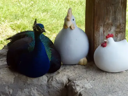 La Ferme des Paons, Maison 4 personnes à Montagudet - Photo 19