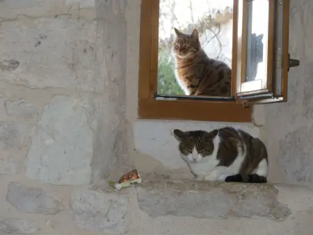 La Ferme des Paons, Maison 4 personnes à Montagudet - Photo 20