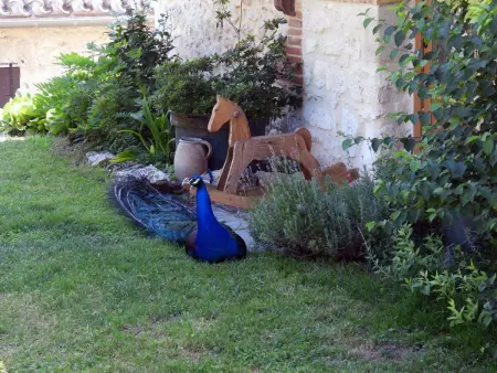 La Ferme des Paons, Maison 4 personnes à Montagudet - Photo 39