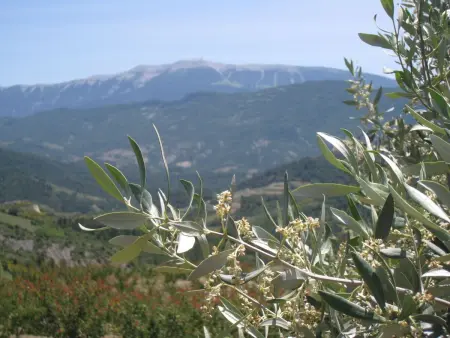 Lou Pitchot Maximénet Le cerf, Appartement 6 personnes à Buis les Baronnies - Photo 16