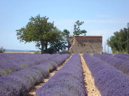 im Luberon Provence, Maison 4 personnes à Pierrevert - Photo 5