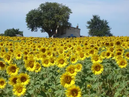 im Luberon Provence, Maison 4 personnes à Pierrevert - Photo 13