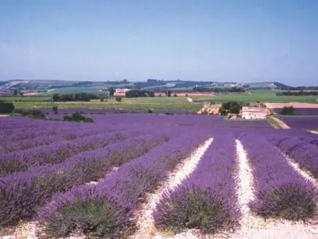 Provençal Privates Schwimmbad, Haustiere willkommen - Photo 15