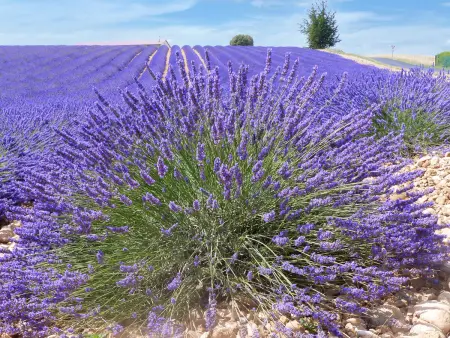 Limounie  mit Terrasse, Maison 16 personnes à Allemagne en Provence - Photo 17