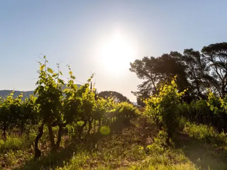 Gîte im Herzen der Weinberge, Terrasse mit atemberaubendem Blick auf das Meer, - Photo 18