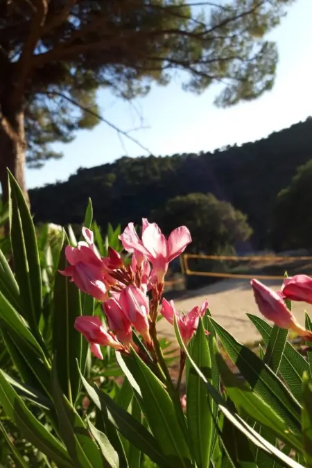 1.5 Zimmerhaus, Maison 2 personnes à Sainte Maxime - Photo 12