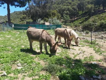 3 Zimmerhaus, Maison 4 personnes à Sainte Maxime - Photo 7