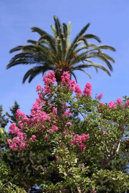 Villa Mascotte, Maison 11 personnes à Cannes - Photo 22