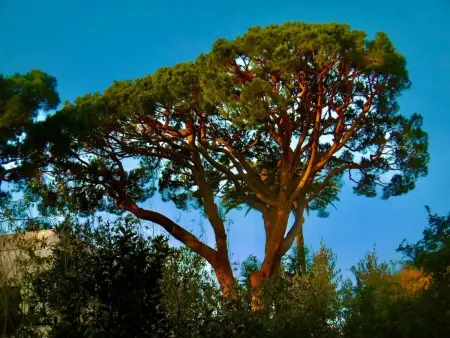 Villa Mascotte, Maison 11 personnes à Cannes - Photo 46