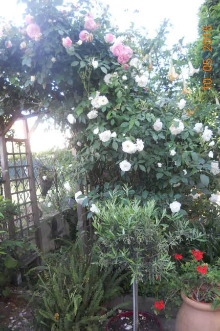 Wohnung  Les roses  auf einem eingemauerten Grundstück - Photo 4