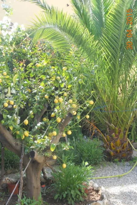 Wohnung  Les roses  auf einem eingemauerten Grundstück - Photo 25