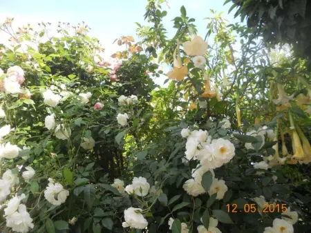 Wohnung  Les roses  auf einem eingemauerten Grundstück - Photo 27