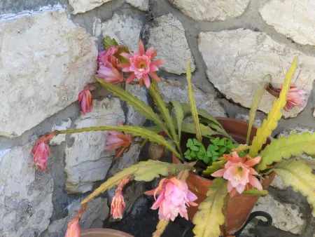 Wohnung  Les roses  auf einem eingemauerten Grundstück - Photo 28
