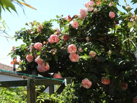 Wohnung  Les roses  auf einem eingemauerten Grundstück - Photo 29