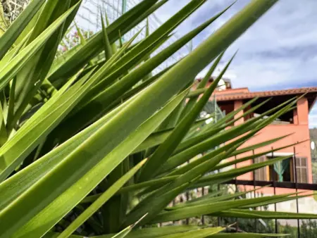 Haus Perlei, Maison 5 personnes à Imperia - Photo 10