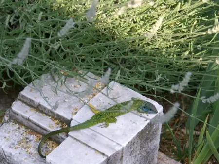 Oliveto Tignale, Maison 4 personnes à Manerba - Photo 31