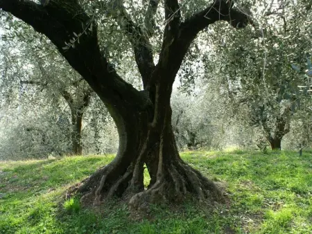Oliveto Tignale, Maison 4 personnes à Manerba - Photo 35