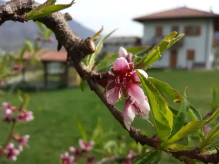 'Irma', Appartement 6 personnes à Levico Terme - Photo 10