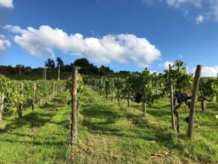 Il Lungo, Appartement 4 personnes à Greve in Chianti - Photo 23