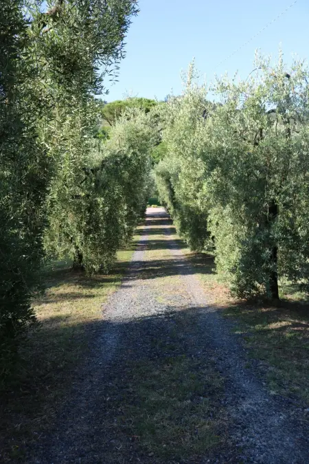 Campo del Rosario, Maison 5 personnes à Montescudaio - Photo 2