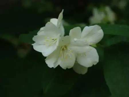 'Camelia, Appartement 4 personnes à Sorrento - Photo 12