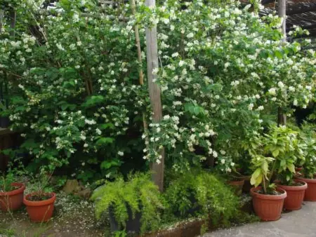 'Camelia, Appartement 4 personnes à Sorrento - Photo 13