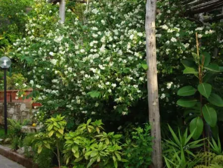 Monolocale ROSA, Appartement 3 personnes à Sorrento - Photo 19