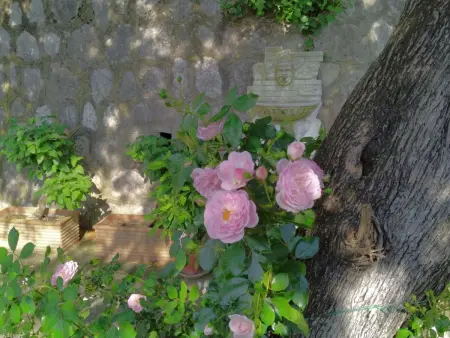 Villa l'Ulivina - Entspannung Garten Sonnenterrasse - Photo 19