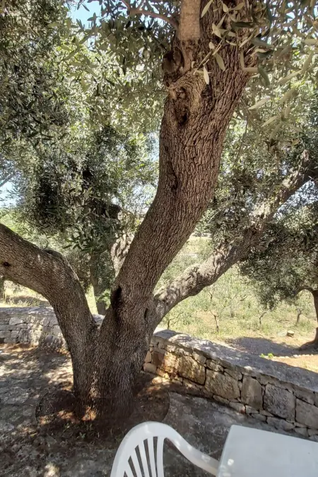 Villa Valle degli Ulivi, Appartement 4 personnes à Ostuni - Photo 16