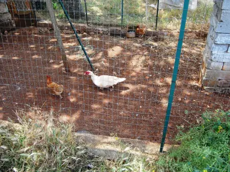 VIOLA, Appartement 2 personnes à Cisternino - Photo 4