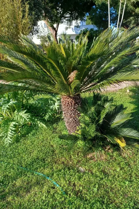 Villa Alma Wohnung in Villa, Maison 6 personnes à Bari - Photo 34