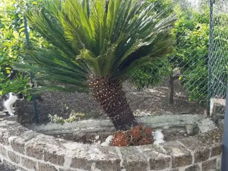 mit Garten und Kinderschwimmbad, Maison 5 personnes à Peschici - Photo 39