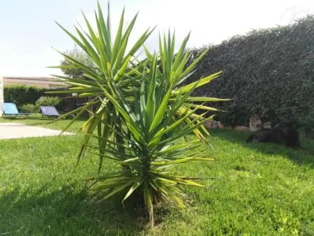 mit Wasserblick, Maison 6 personnes à Budoni - Photo 28