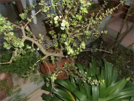 Appartement 4 personnes à Capoliveri - Photo 32