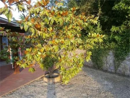 1670910, Appartement 4 personnes à Capoliveri - Photo 28