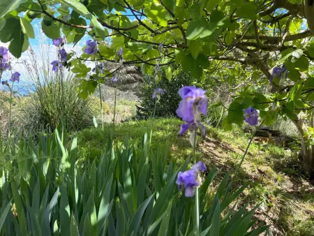 Exklusiv Ferienhaus Elba mit Panorama und Garten - Photo 3