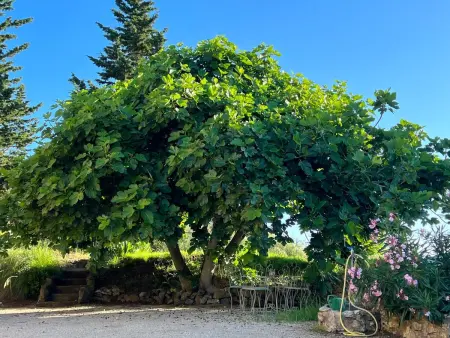 Exklusiv Ferienhaus Elba mit Panorama und Garten - Photo 16