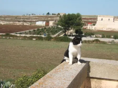 Villa mit Pool, Maison 6 personnes à Marina di Ragusa - Photo 16