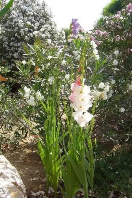 La Perla 8, Maison 4 personnes à Marina di Modica - Photo 27
