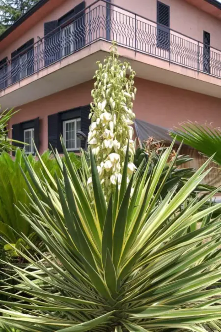 Sizilianisches Haus, Maison 7 personnes à Viagrande - Photo 12