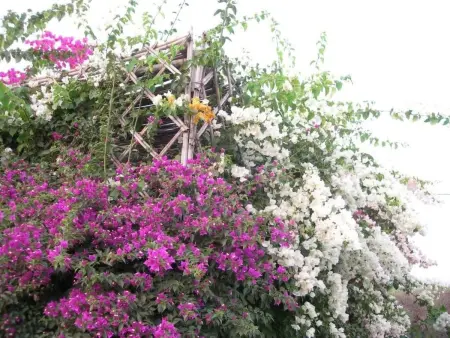 Le Jardin aux Etoiles, Maison 8 personnes à Sidi Boumoussa - Photo 37