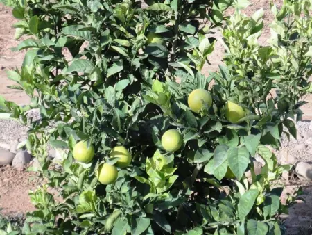 Le Jardin aux Etoiles, Maison 8 personnes à Sidi Boumoussa - Photo 41